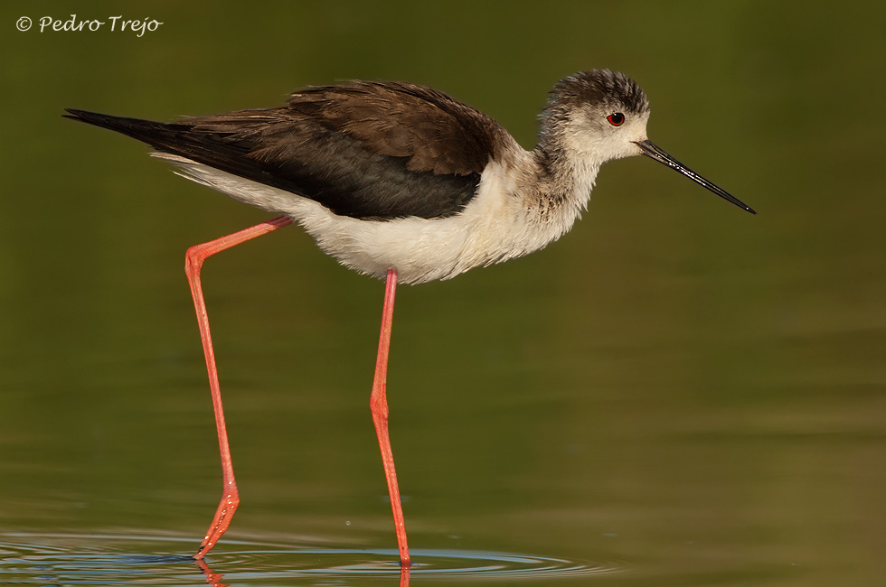 Cigüeñuela (Himantopus himantopus)